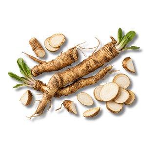 Chicory Root
